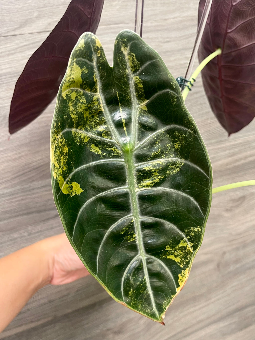 Alocasia Sedenii Aurea