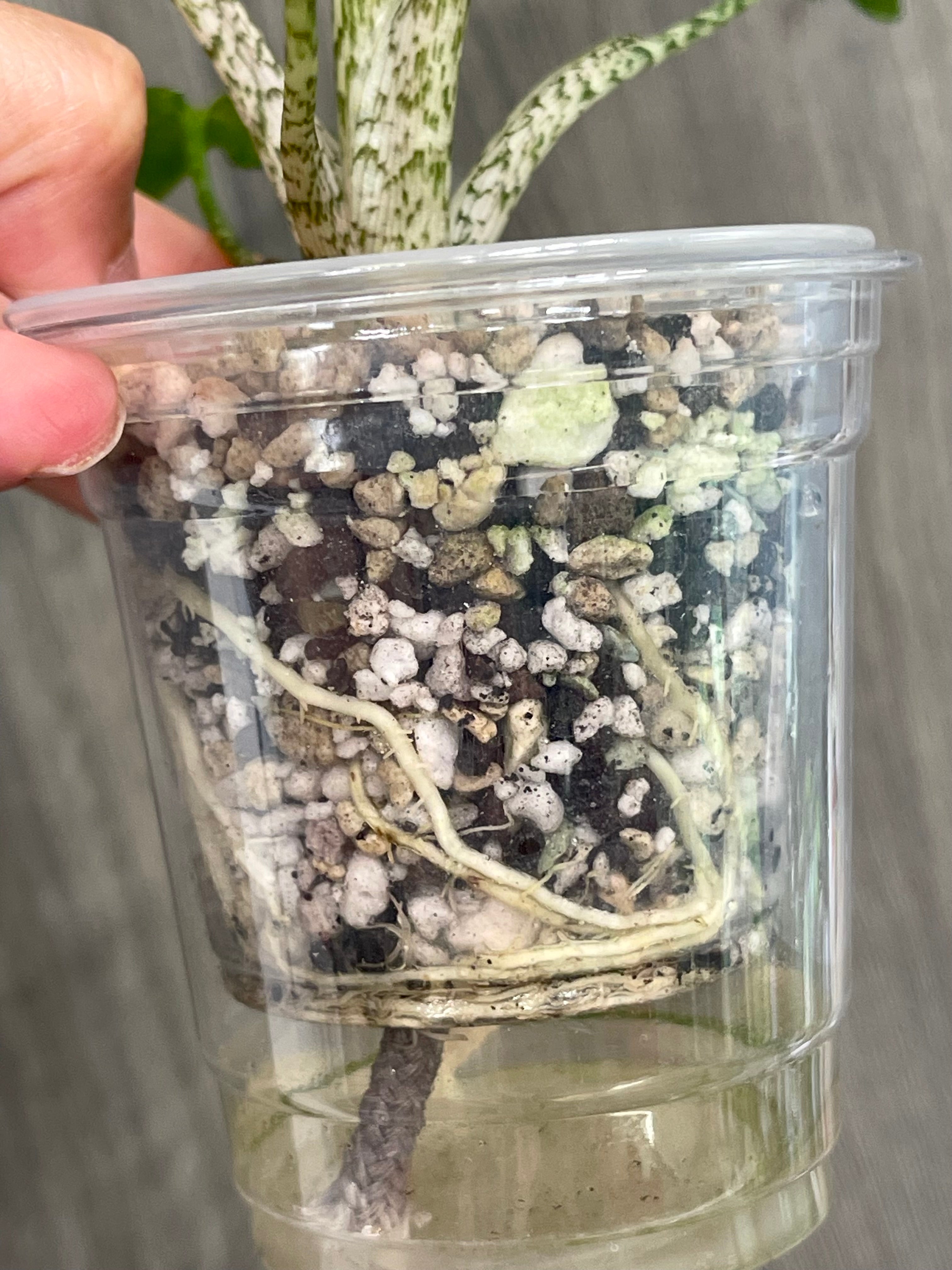 Alocasia Brancifolia Albo A