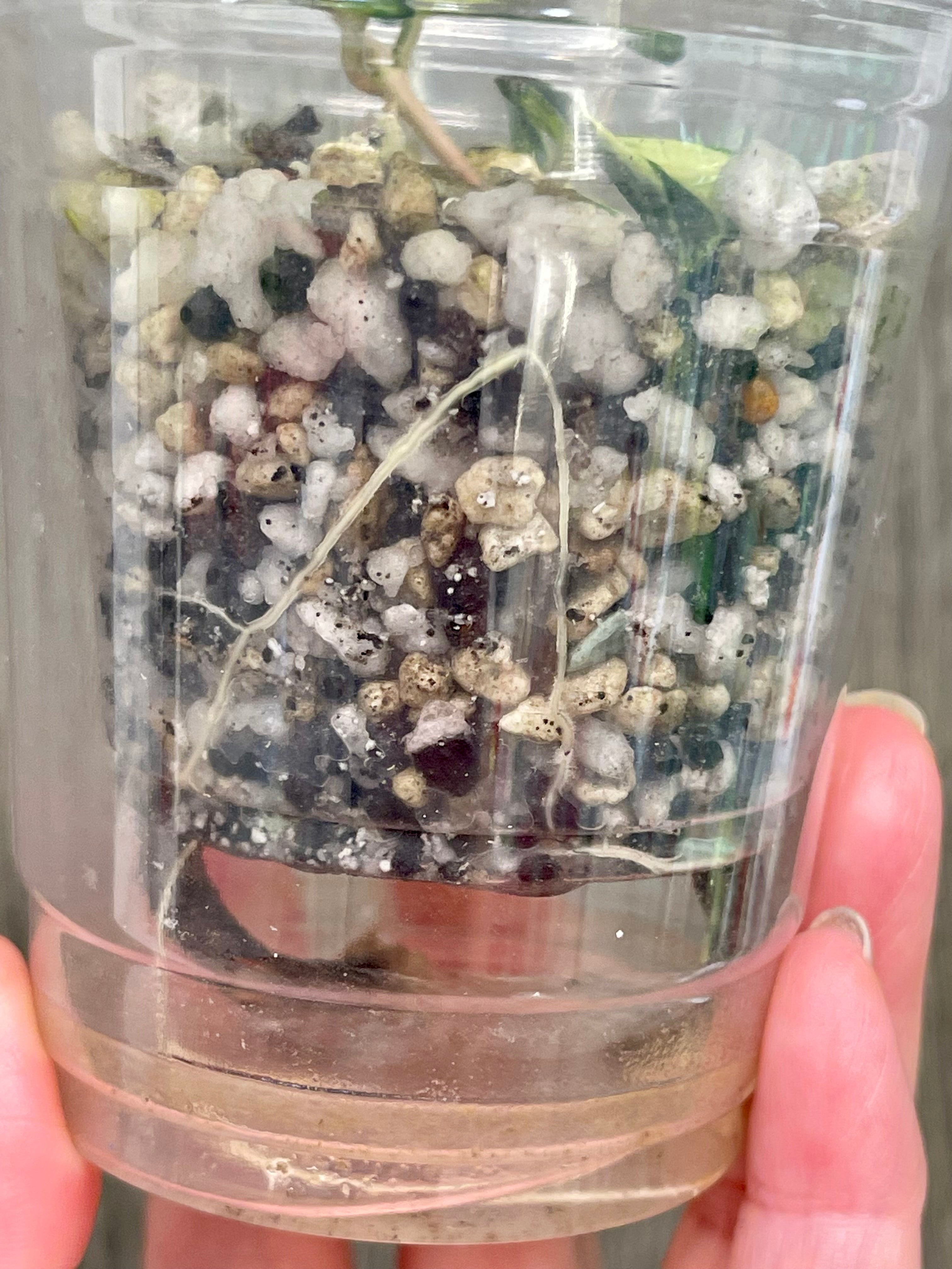 Hoya Mathilde Inner Variegated