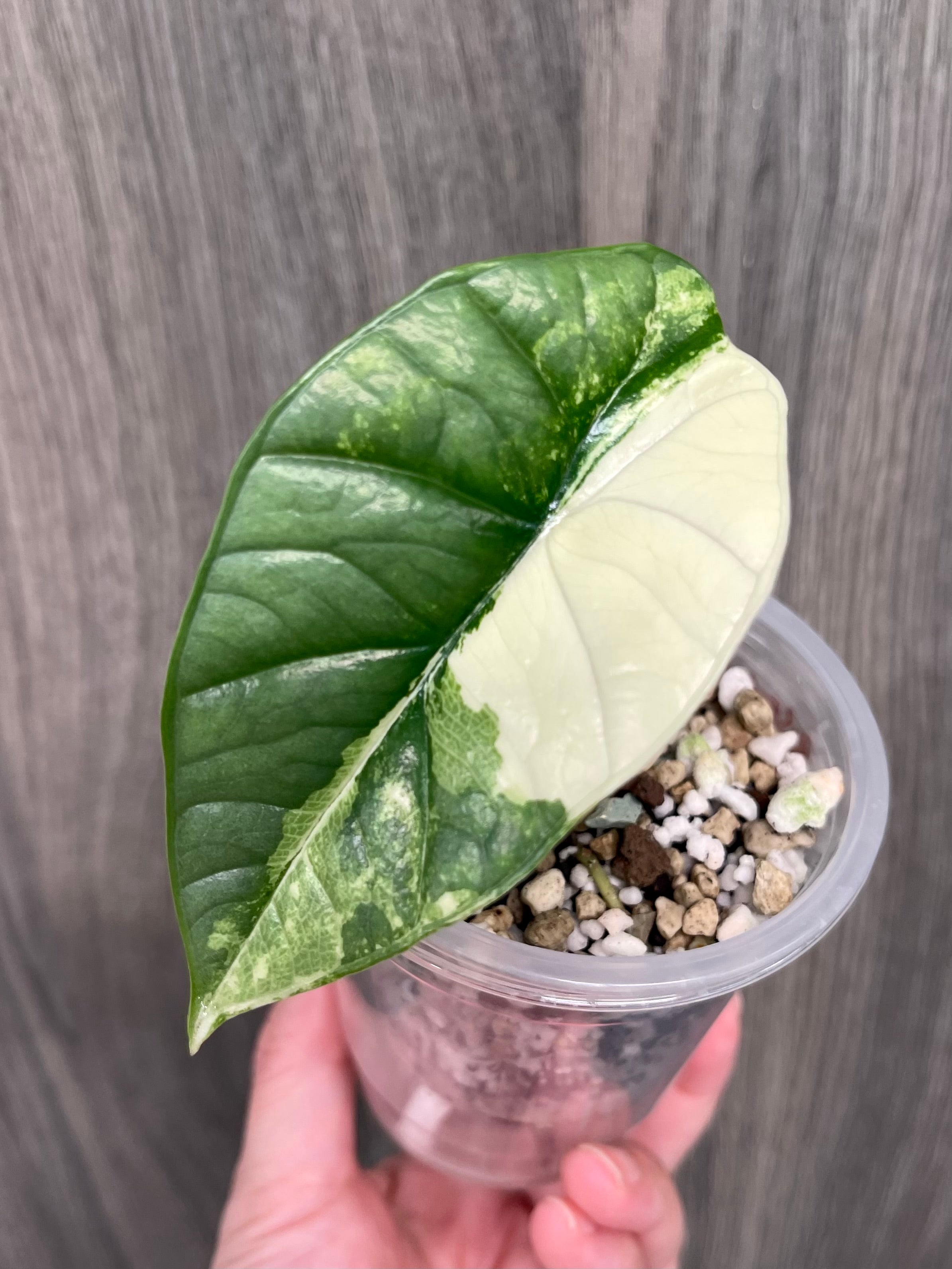 Alocasia Bisma Platinum Albo Mint A – TKL EXOTICA