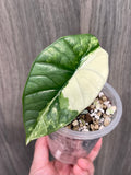 Alocasia Bisma Platinum Albo Mint A