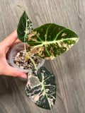 Alocasia Black Velvet Pink C