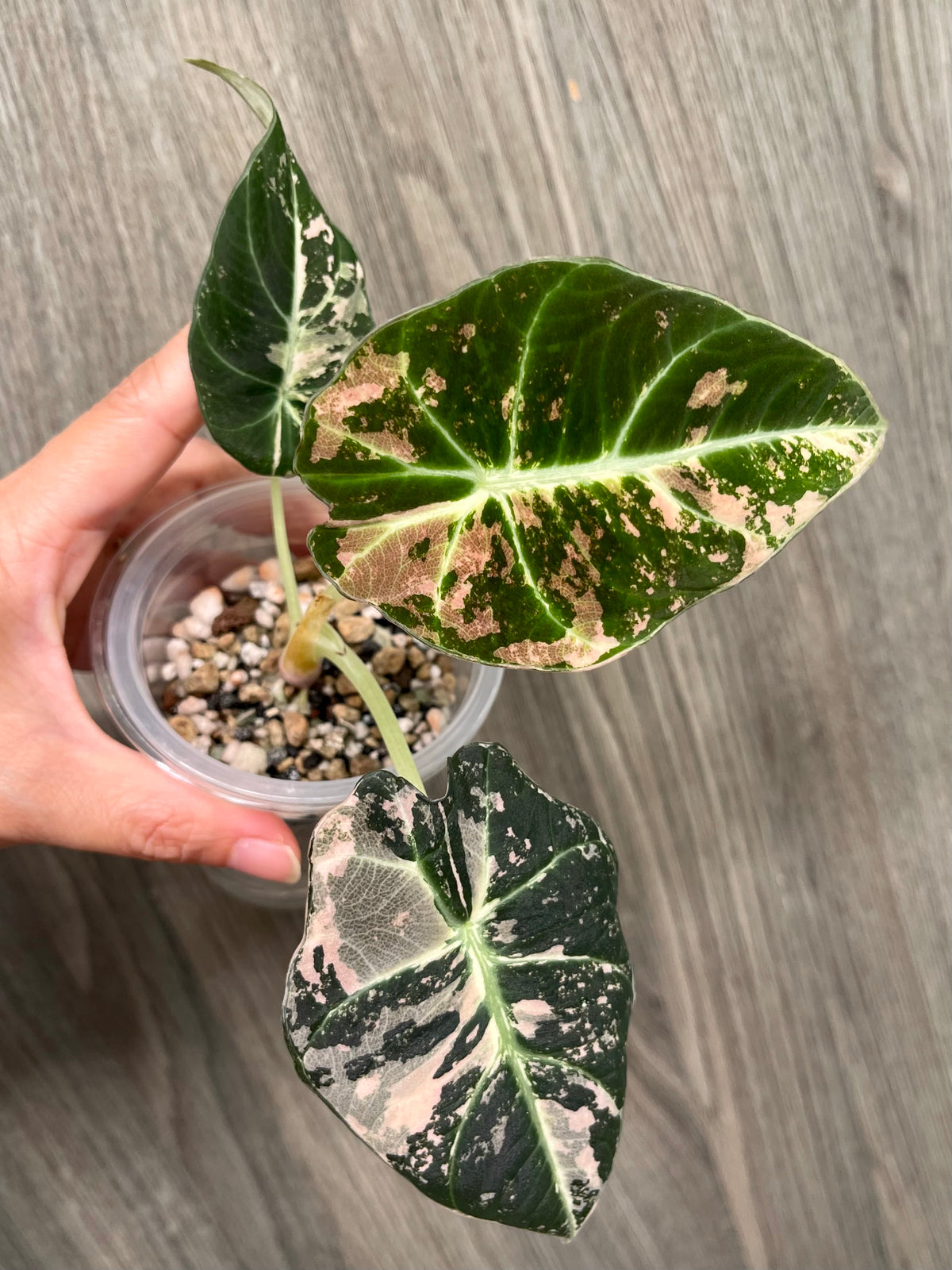 Alocasia Black Velvet Pink C