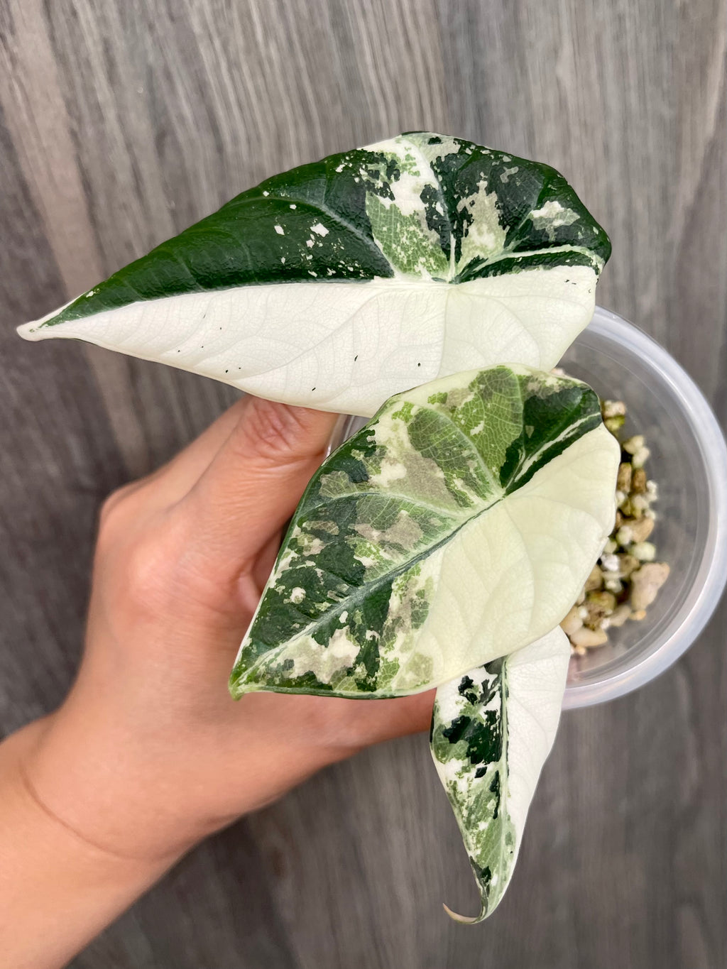 Alocasia Maharani Variegated B