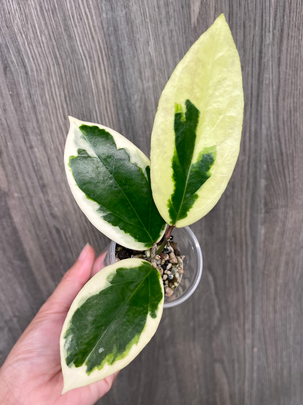 Hoya Ilagiorum Albo