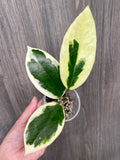 Hoya Ilagiorum Albo