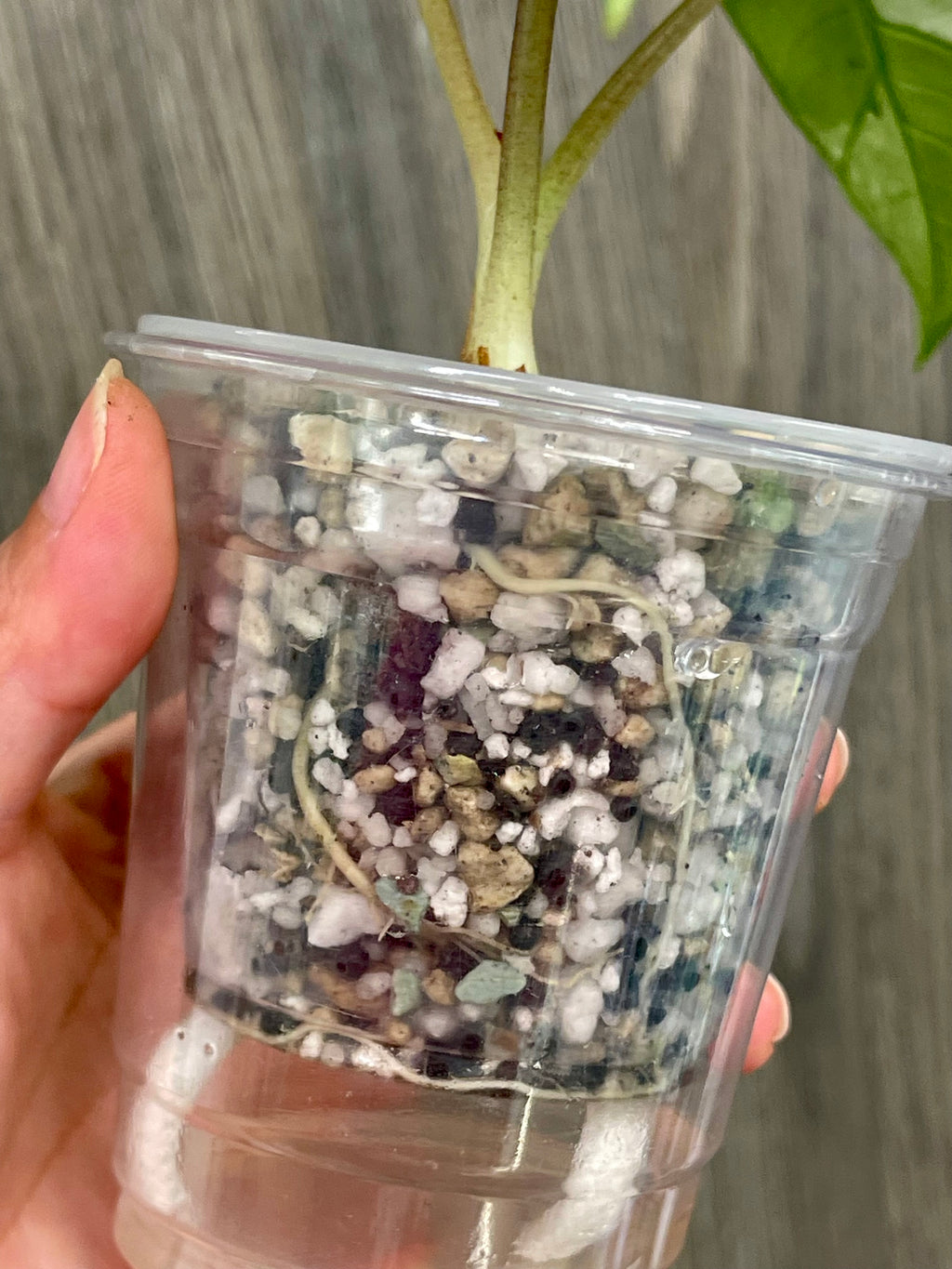 Alocasia Bisma Platinum Albo Mint A