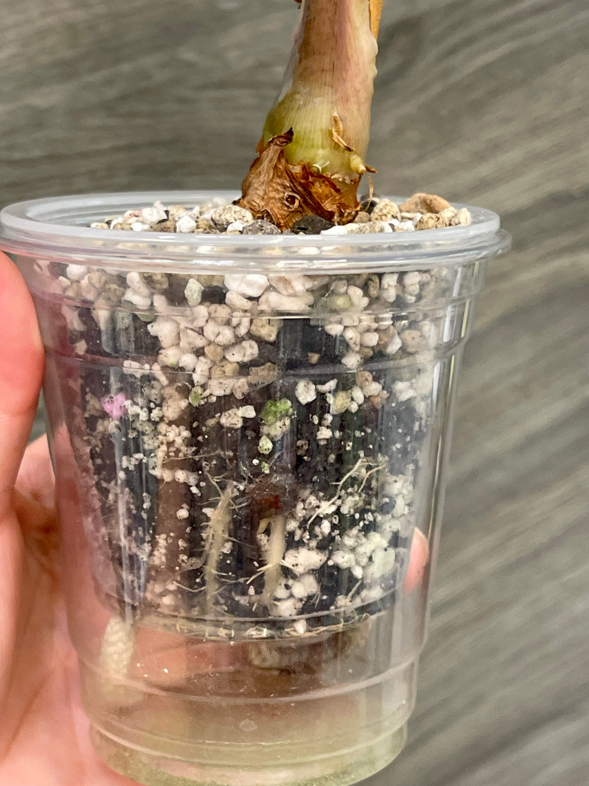 Alocasia Polly Bright Aurea A