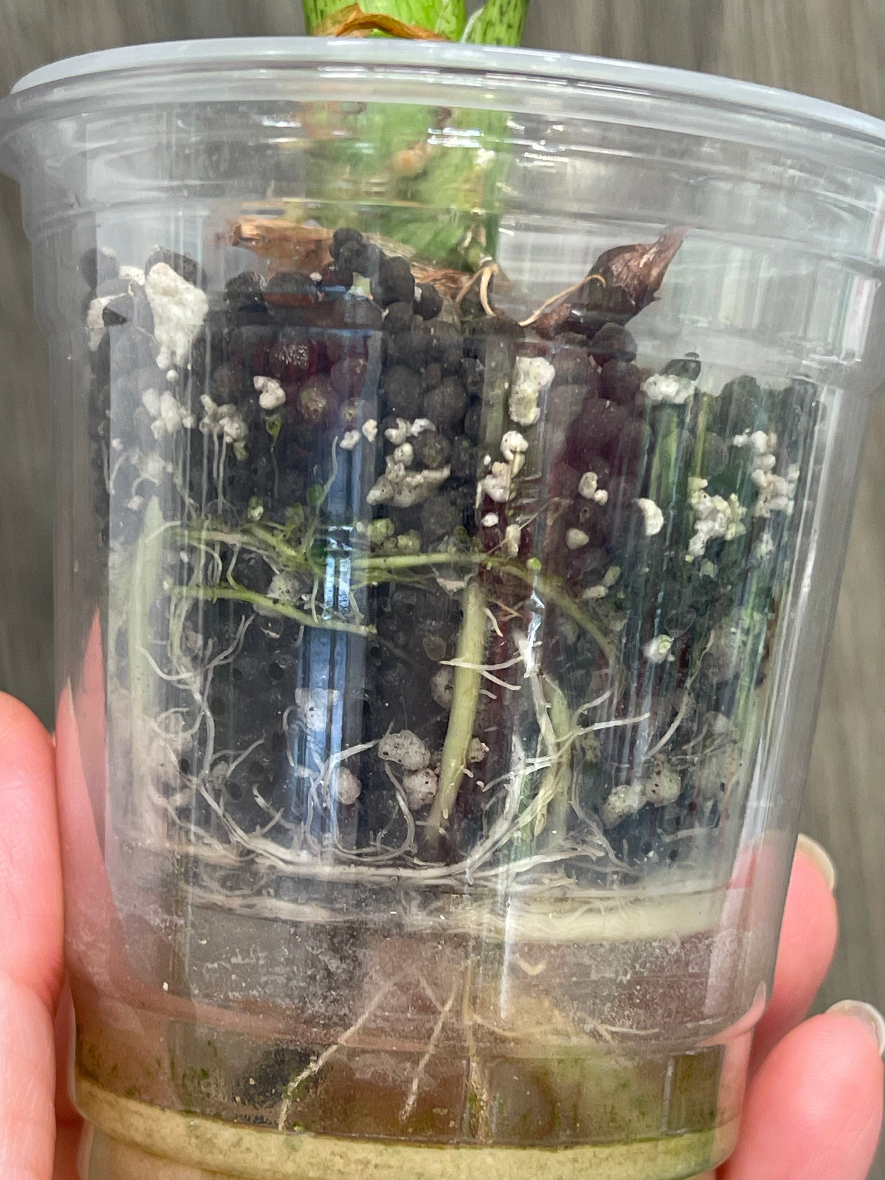 Alocasia Longiloba Mint Marble