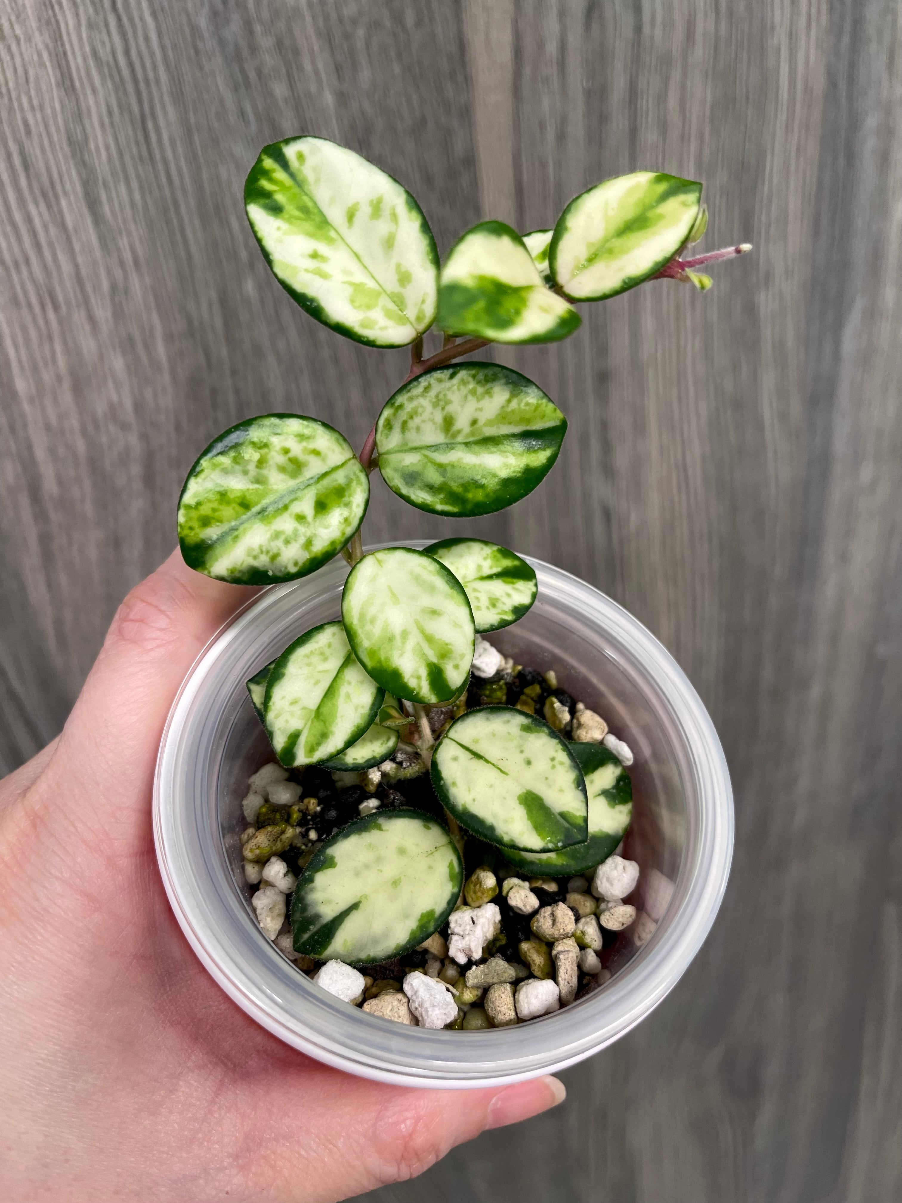 Hoya Mathilde Inner Variegated