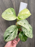 Scindapsus Treubii Marble