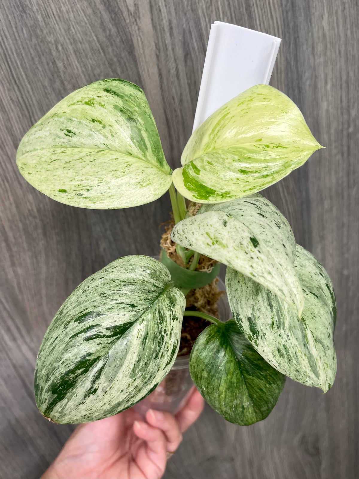 Scindapsus Treubii Marble