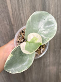 Hoya Argentea Picta C