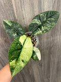 Alocasia Melo Mint E