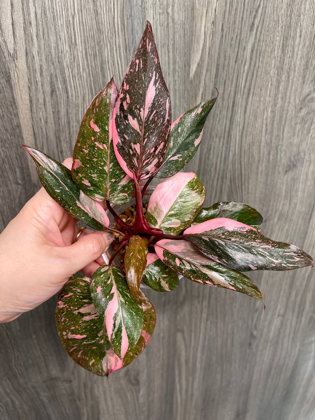 Philodendron Pink Princess Galaxy
