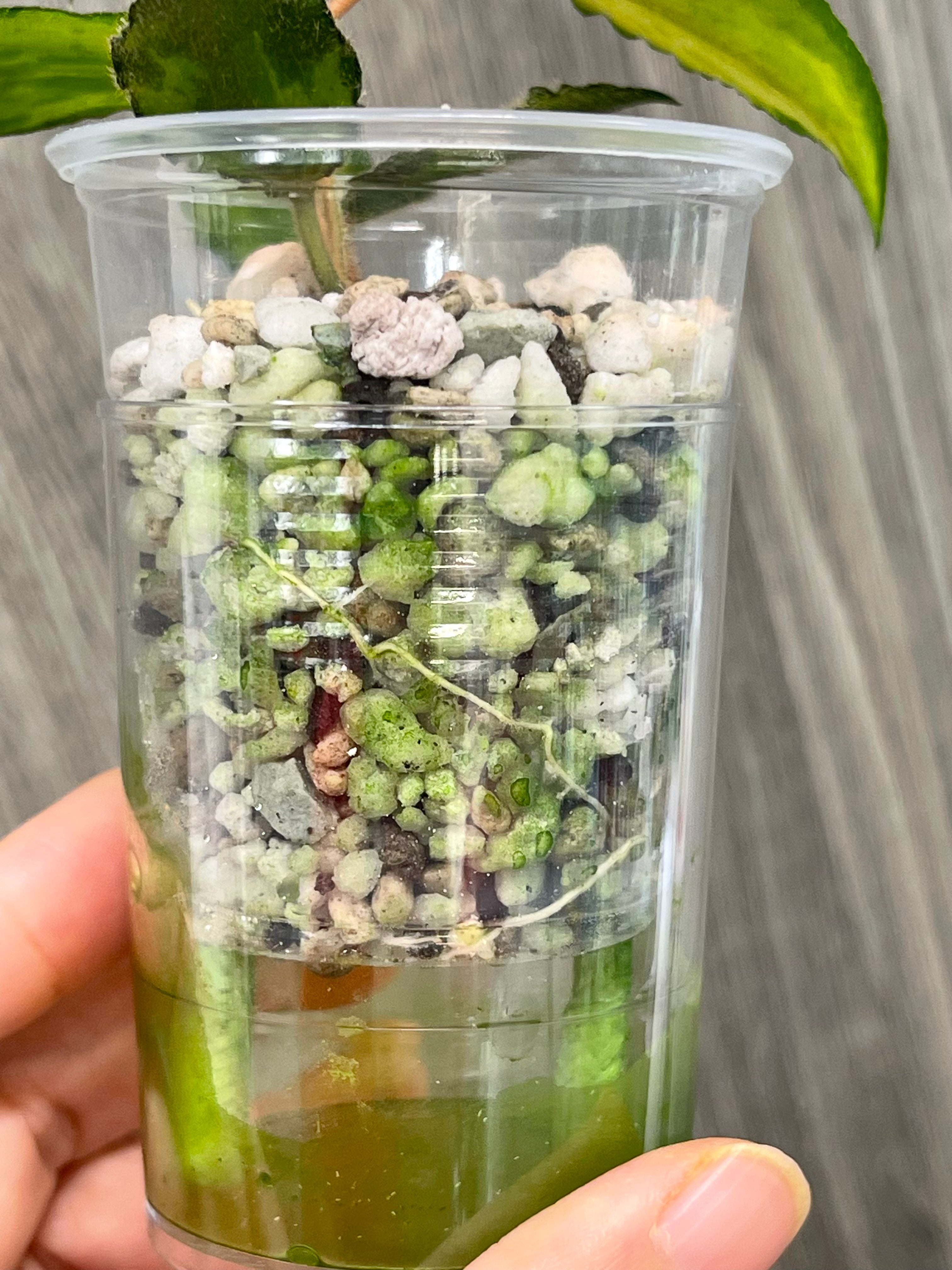 Hoya Caudata Variegated