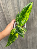 Alocasia Scalprum Bright Aurea B