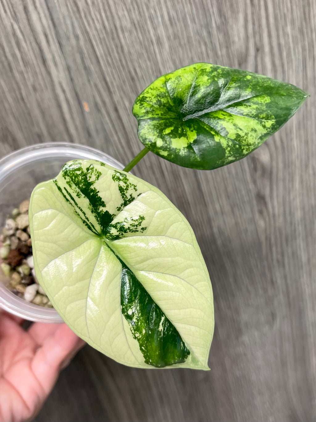 Alocasia Sinuata Mint A