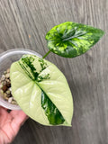 Alocasia Sinuata Mint A