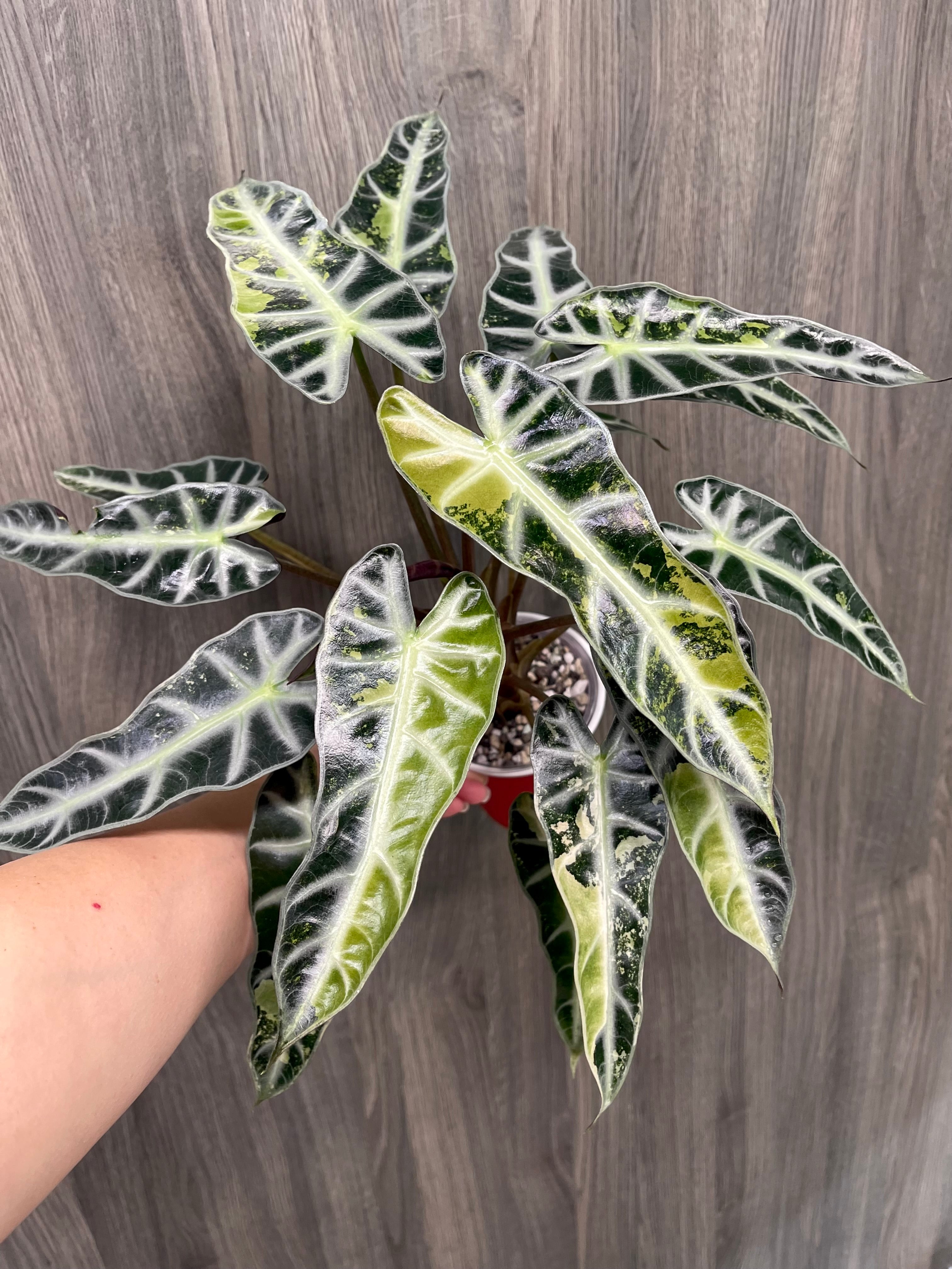 Alocasia Bambino Yellow Indo