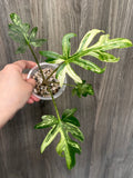 Alocasia Brancifolia Albo