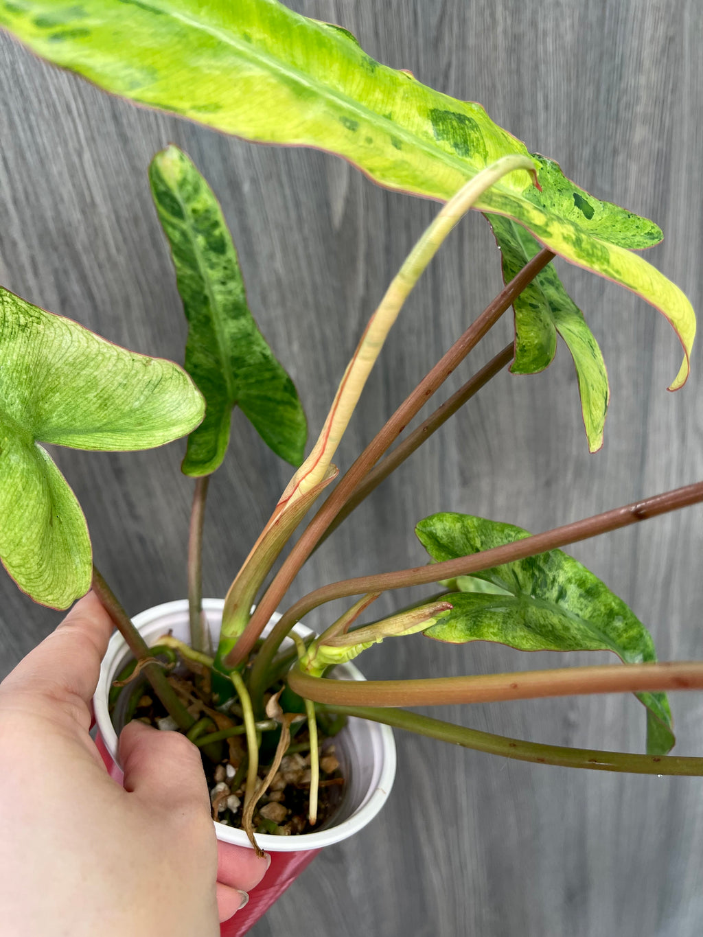 Philodendron Paraiso Verde Aurea