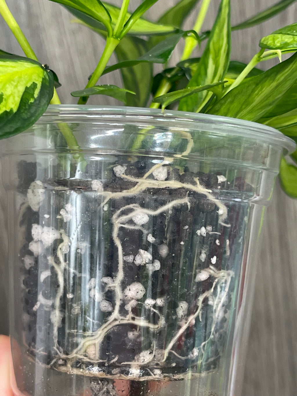 Hoya Polyneura Inner Variegated