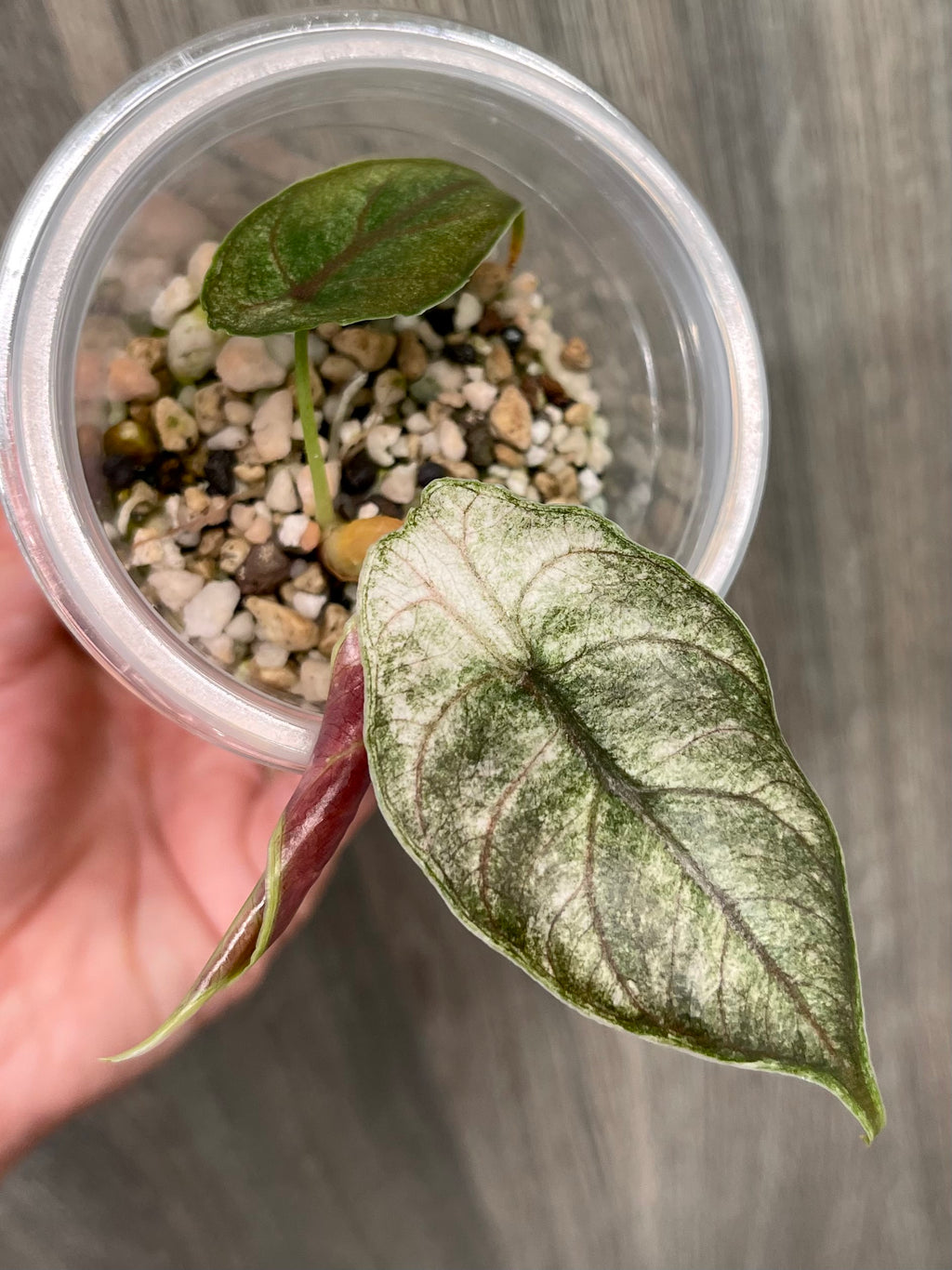 Alocasia Azlanii Pink Mint C