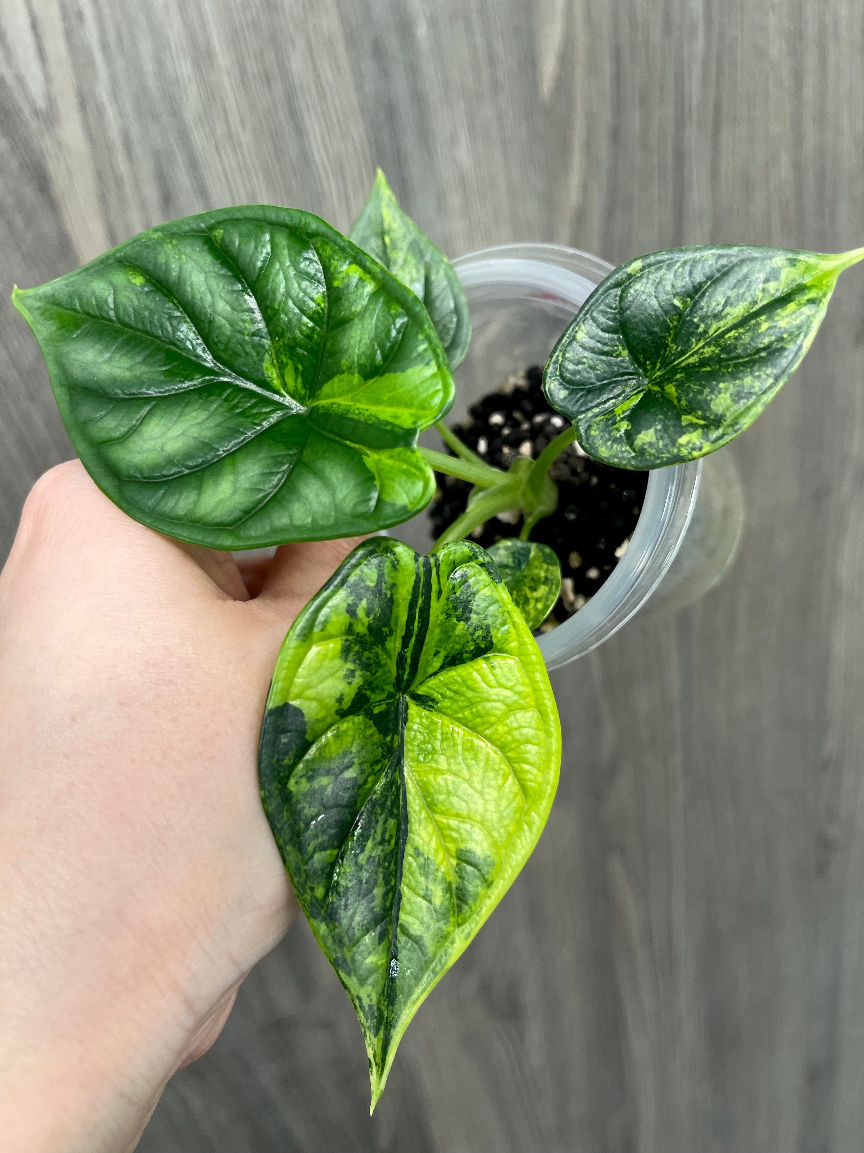 Alocasia Dragon Scale Aurea