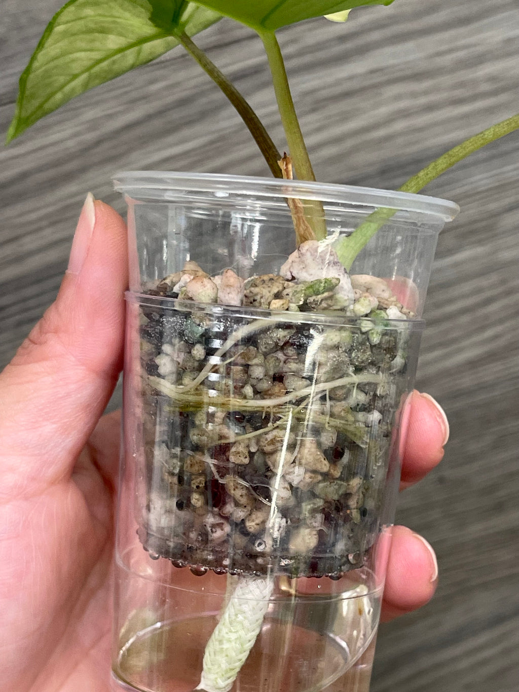 Alocasia Bisma Platinum Albo Mint
