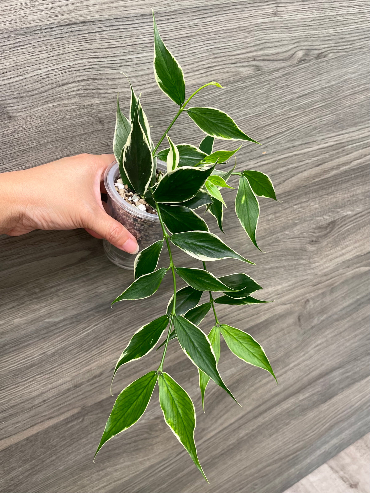 Hoya Polyneura Outer Variegated B