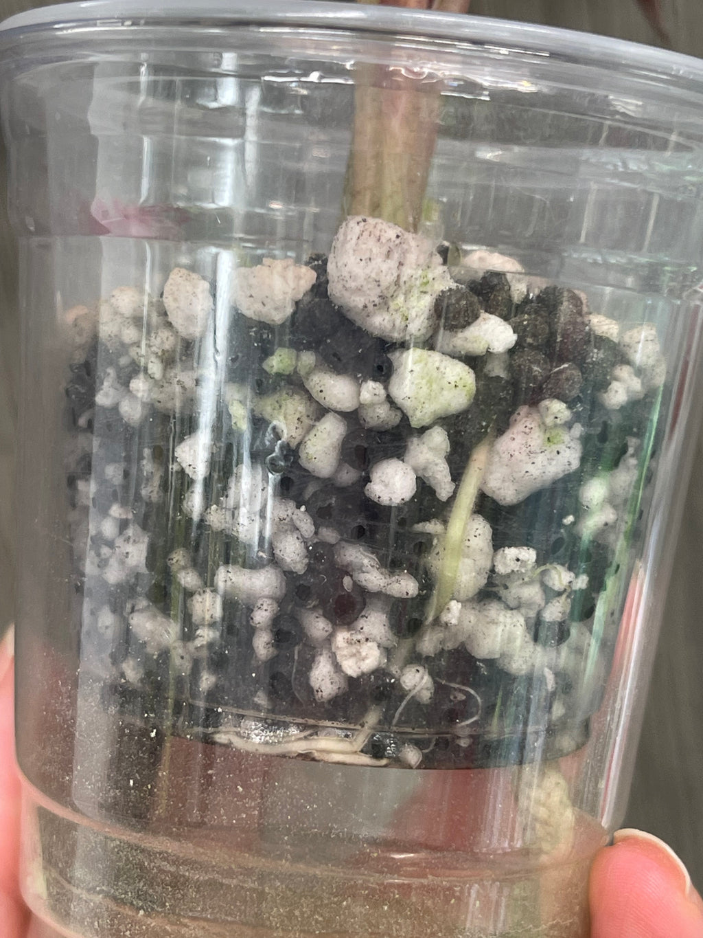 Alocasia Black Satun Pink Stardust