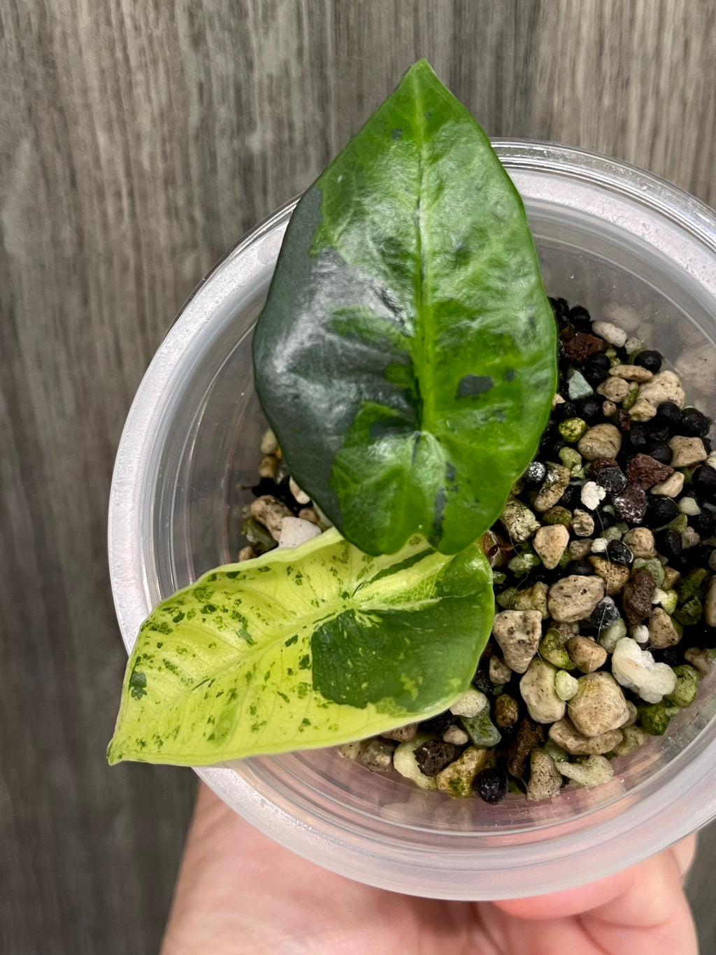 Alocasia Sintang Aurea