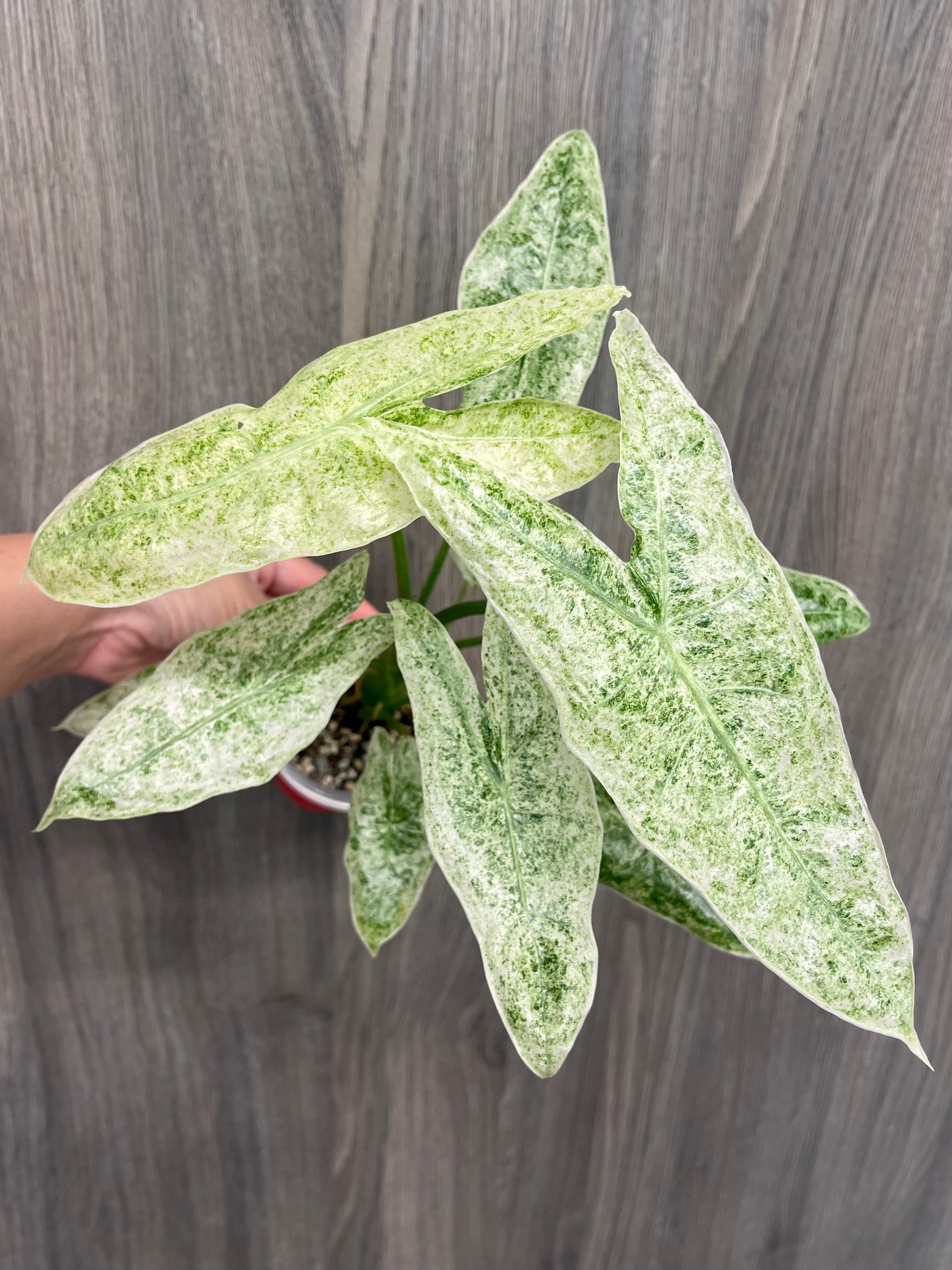 Alocasia Longiloba Mint Marble D