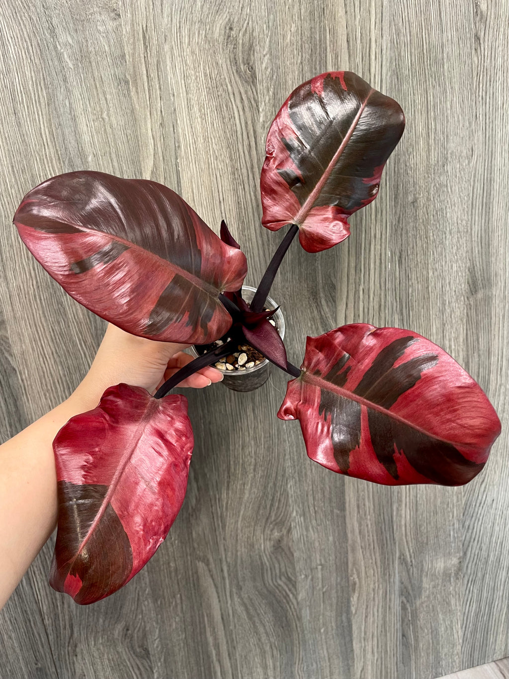 Philodendron Black Cardinal Variegated