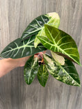 Alocasia Nairobi Night