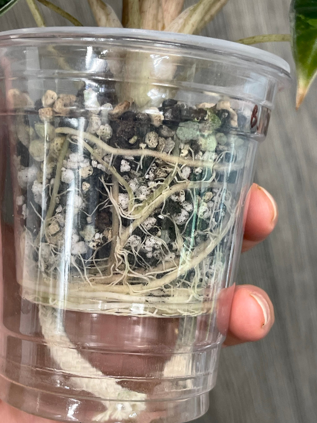 Alocasia Bambino Aurea (Indo)
