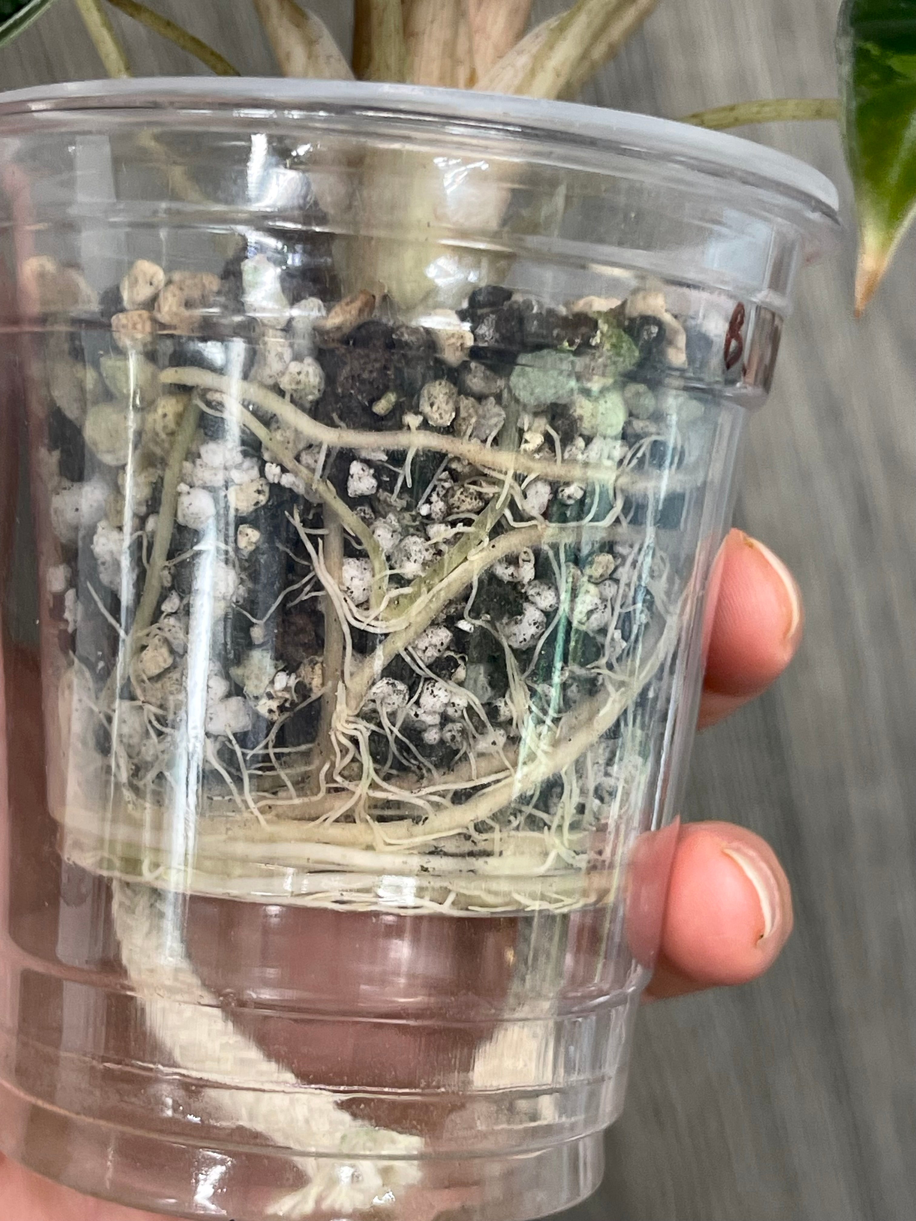 Alocasia Bambino Aurea (Indo)