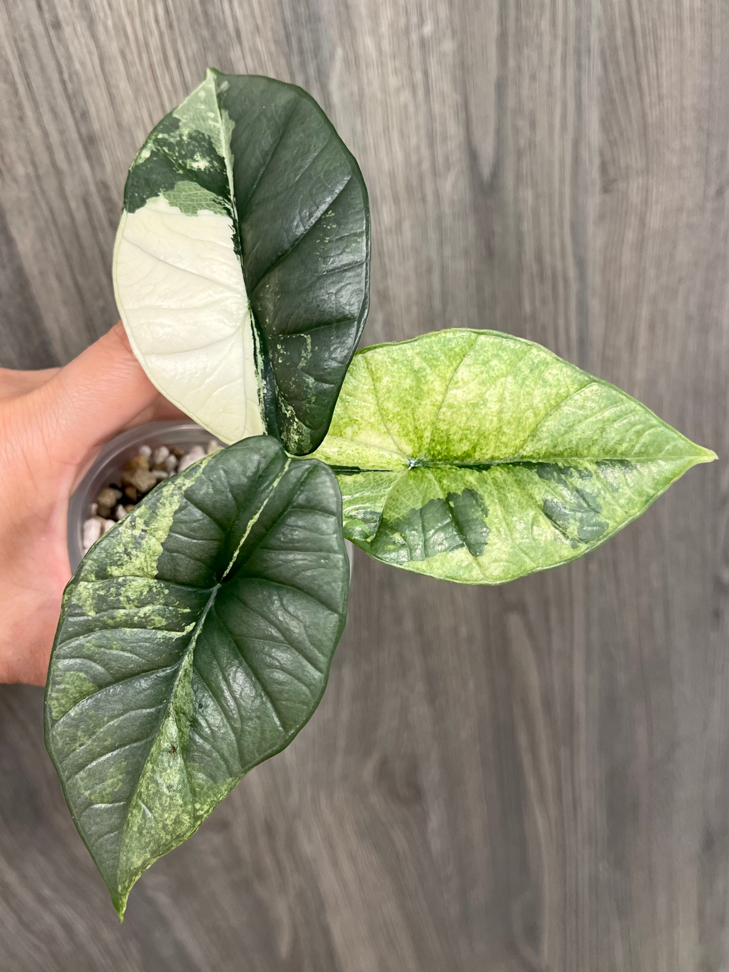 Alocasia Bisma Platinum Albo Mint B – TKL EXOTICA