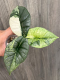 Alocasia Bisma Platinum Albo Mint A