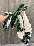 Alocasia Chantrieri Pink A
