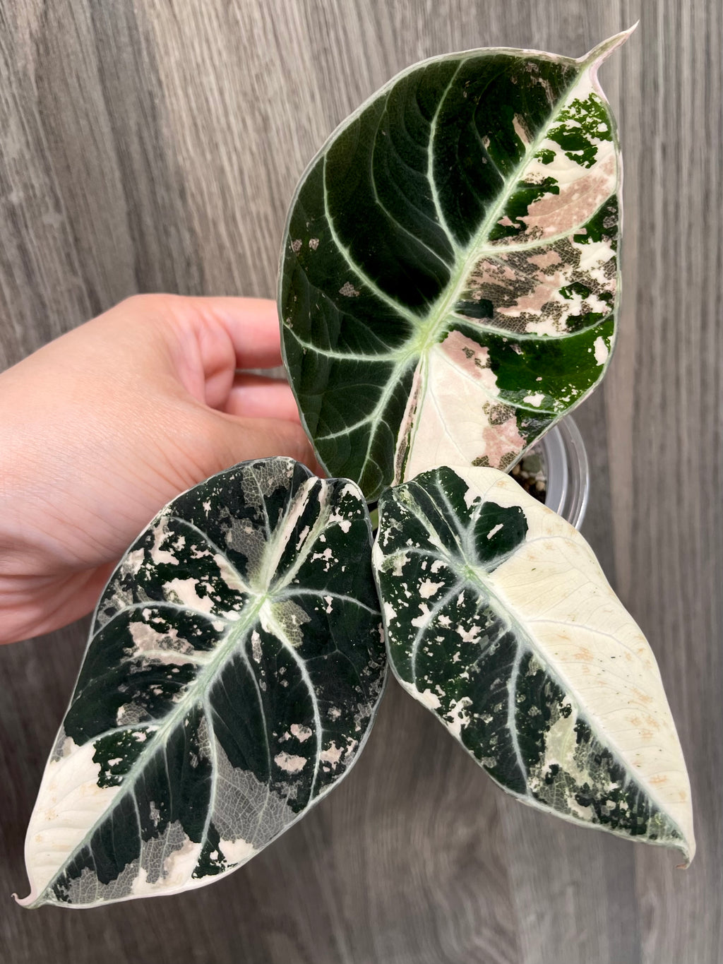 Alocasia Black Velvet Albo A
