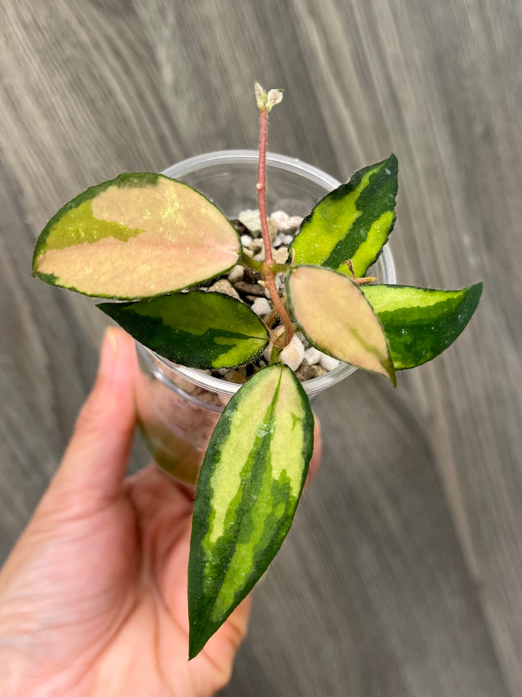 Hoya Caudata Variegated
