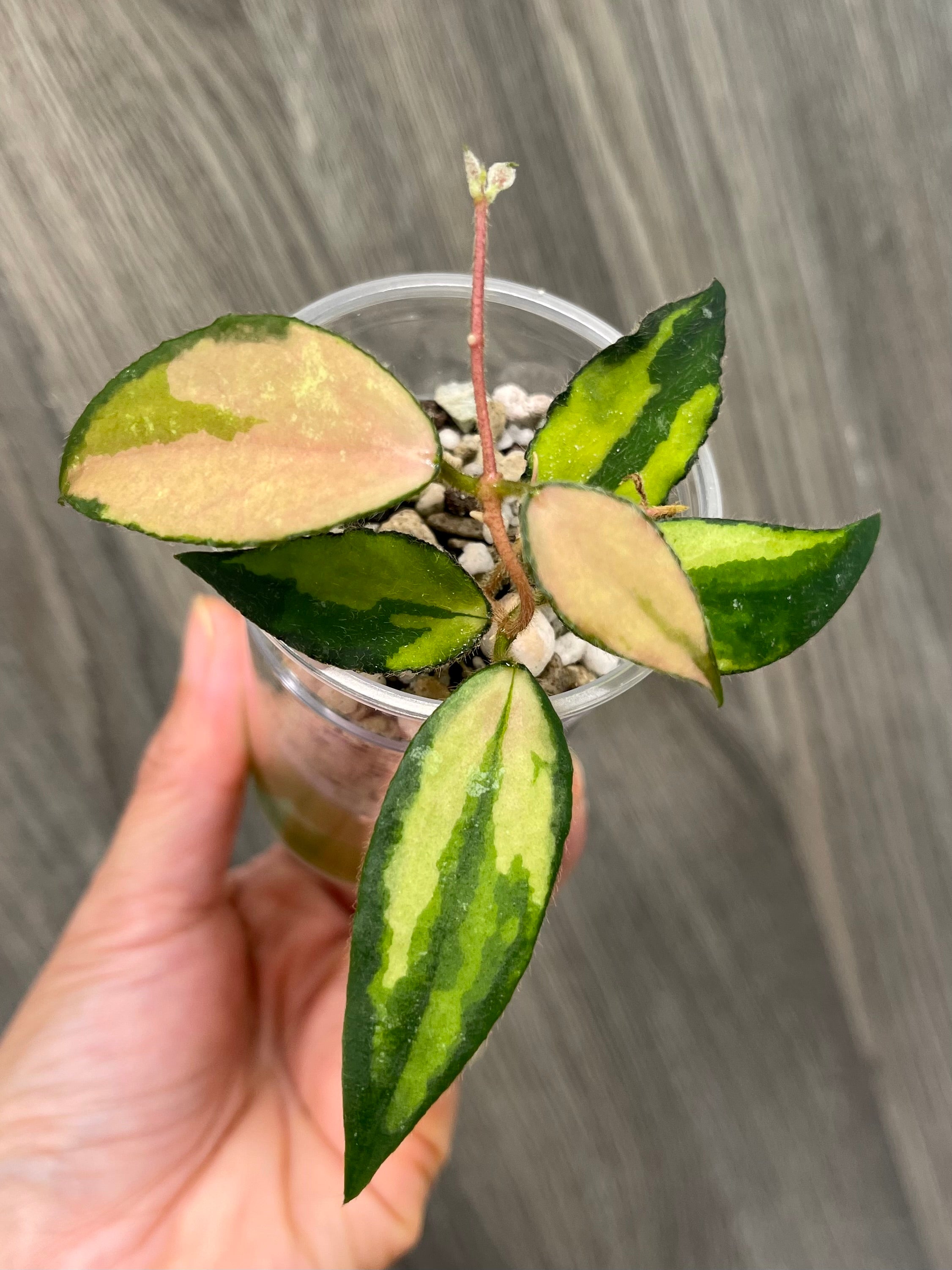 Hoya Caudata Variegated