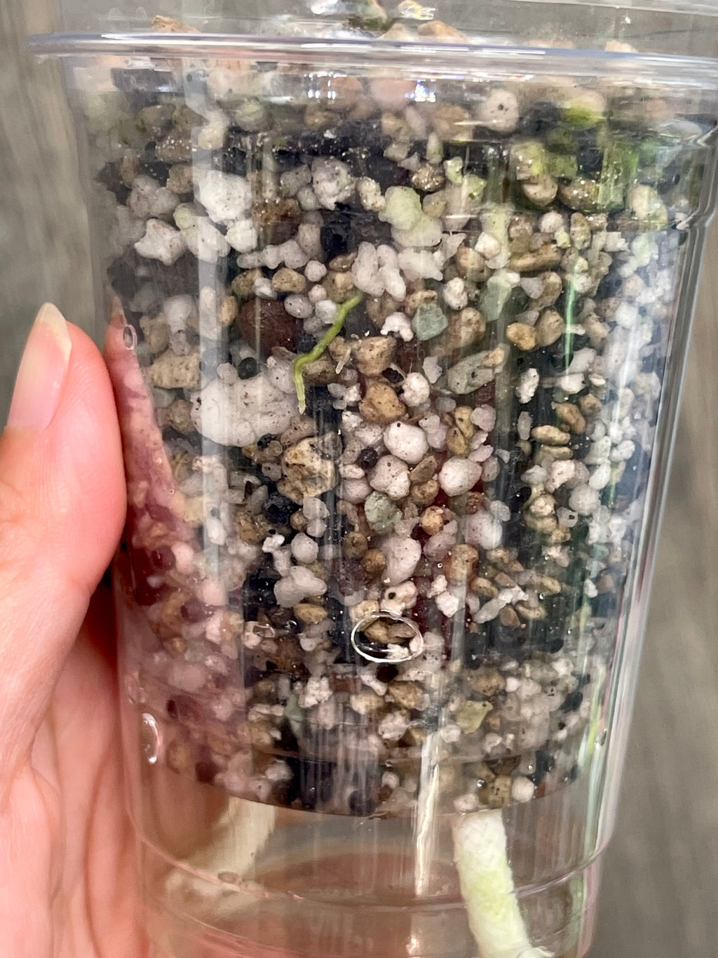 Hoya Argentea Picta A