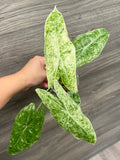 Alocasia Longiloba Mint Marble A