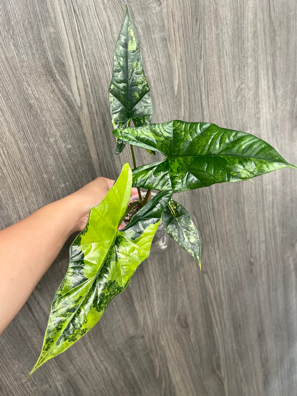 Alocasia Simpo Aurea B