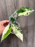 Alocasia Simpo Albo B