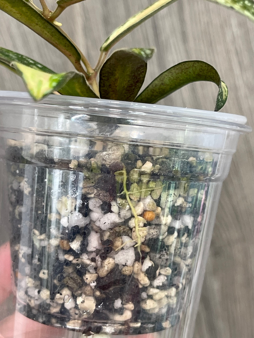 Hoya Sigillatis Inner Variegated C
