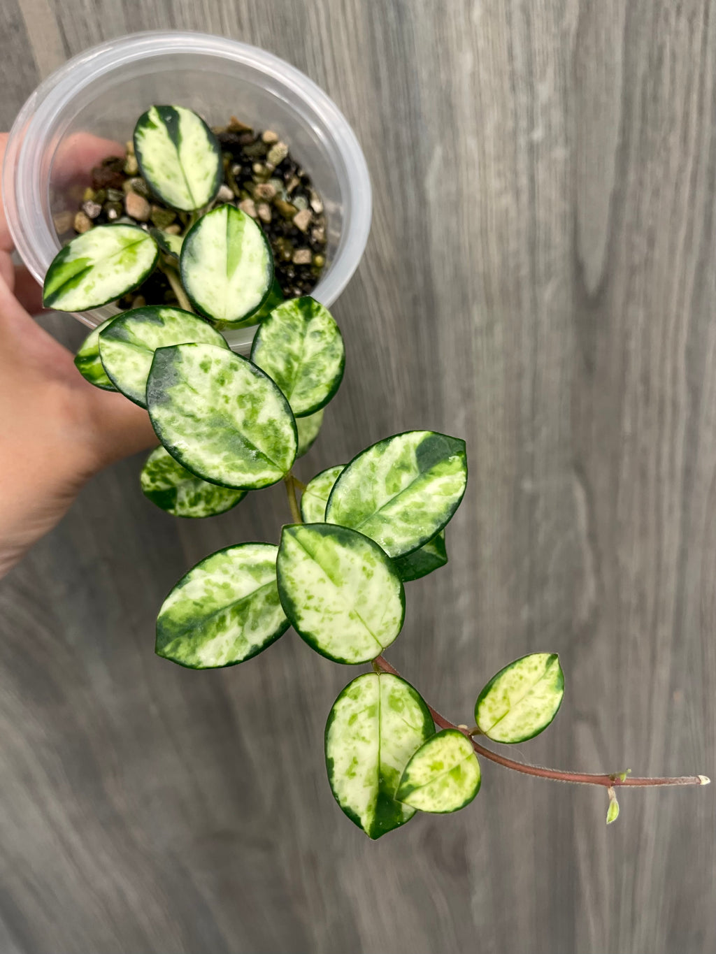 Hoya Mathilde Variegated